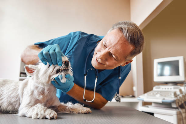 Best Emergency Dental Care for Trauma or Injury in Alton, IA